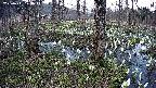 mizubasho3-20250411173043.jpg