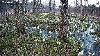 mizubasho3-20250411180040.jpg