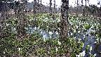 mizubasho3-20250412165041.jpg