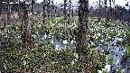 mizubasho3-20250413080043.jpg