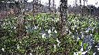 mizubasho3-20250414055039.jpg