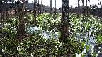 mizubasho3-20250414165040.jpg