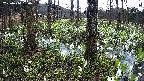 mizubasho3-20250414180040.jpg