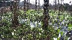 mizubasho3-20250415055044.jpg