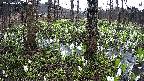 mizubasho3-20250415064041.jpg