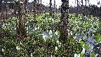 mizubasho3-20250415150041.jpg