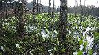 mizubasho3-20250417050040.jpg