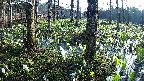 mizubasho3-20250417062042.jpg