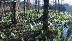 mizubasho3-20250417070043.jpg