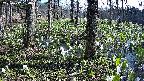 mizubasho3-20250417084040.jpg