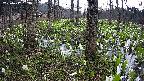 mizubasho3-20250417133041.jpg