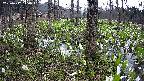 mizubasho3-20250417140042.jpg