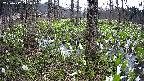 mizubasho3-20250417141042.jpg