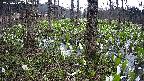 mizubasho3-20250417143043.jpg