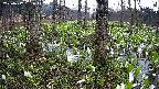 mizubasho3-20250417161043.jpg