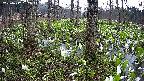 mizubasho3-20250417162044.jpg