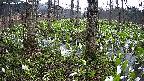 mizubasho3-20250417165041.jpg