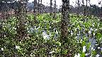 mizubasho3-20250417171044.jpg
