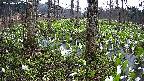 mizubasho3-20250417172042.jpg
