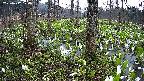 mizubasho3-20250417174041.jpg