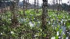 mizubasho3-20250417175041.jpg