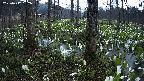 mizubasho3-20250417182038.jpg