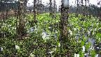 mizubasho3-20250418063040.jpg