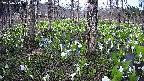 mizubasho3-20250419160043.jpg