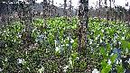 mizubasho3-20250419175040.jpg