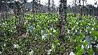 mizubasho3-20250419182041.jpg