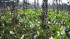 mizubasho3-20250420050041.jpg