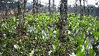 mizubasho3-20250420051042.jpg