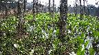 mizubasho3-20250420054038.jpg