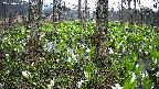 mizubasho3-20250420055038.jpg