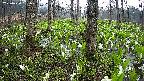 mizubasho3-20250420061037.jpg