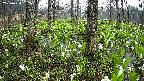 mizubasho3-20250420062040.jpg
