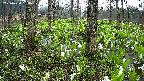 mizubasho3-20250420064040.jpg