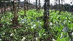 mizubasho3-20250420150046.jpg