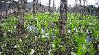 mizubasho3-20250421130040.jpg