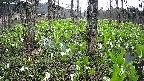 mizubasho3-20250421132041.jpg