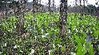 mizubasho3-20250421135041.jpg