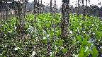 mizubasho3-20250421175040.jpg