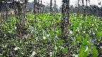 mizubasho3-20250421180040.jpg