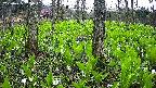 mizubasho3-20250425055041.jpg