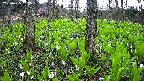 mizubasho3-20250425062040.jpg