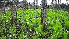 mizubasho3-20250425065040.jpg