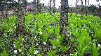 mizubasho3-20250425071040.jpg