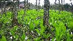 mizubasho3-20250425120040.jpg