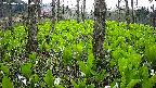 mizubasho3-20250426174040.jpg