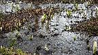 mizubasho4-20250403090051.jpg